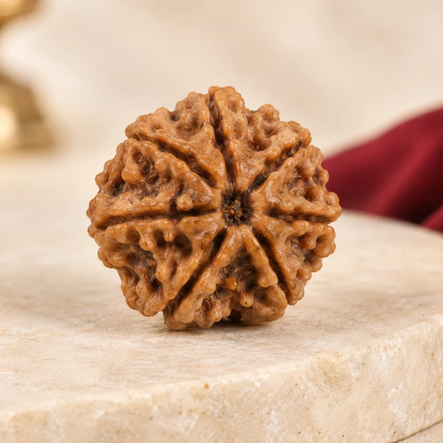 8 Mukhi Rudraksha — Natural Loose Bead — closer product detail; original illustrative product photography
