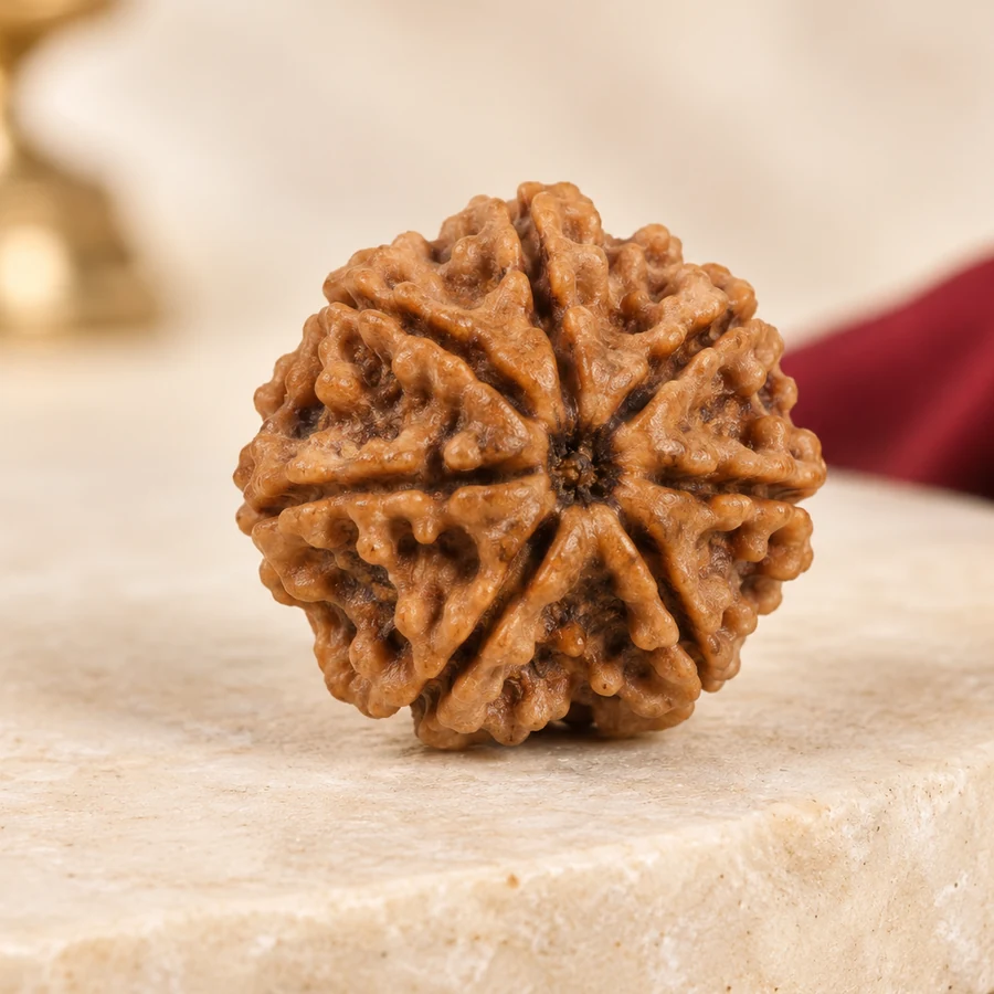 8 Mukhi Rudraksha — Natural Loose Bead — left-framed detail; original illustrative product photography