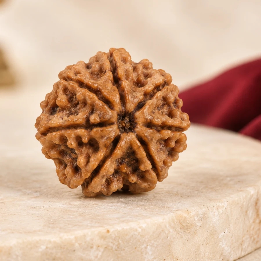 8 Mukhi Rudraksha — Natural Loose Bead — right-framed detail; original illustrative product photography