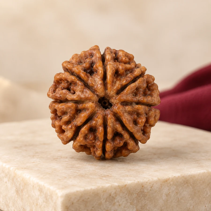 11 Mukhi Rudraksha — Natural Loose Bead — full product view; original illustrative product photography