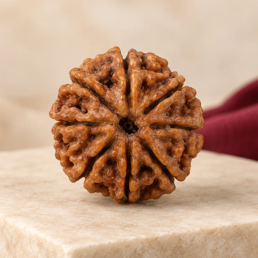 11 Mukhi Rudraksha — Natural Loose Bead — closer product detail; original illustrative product photography