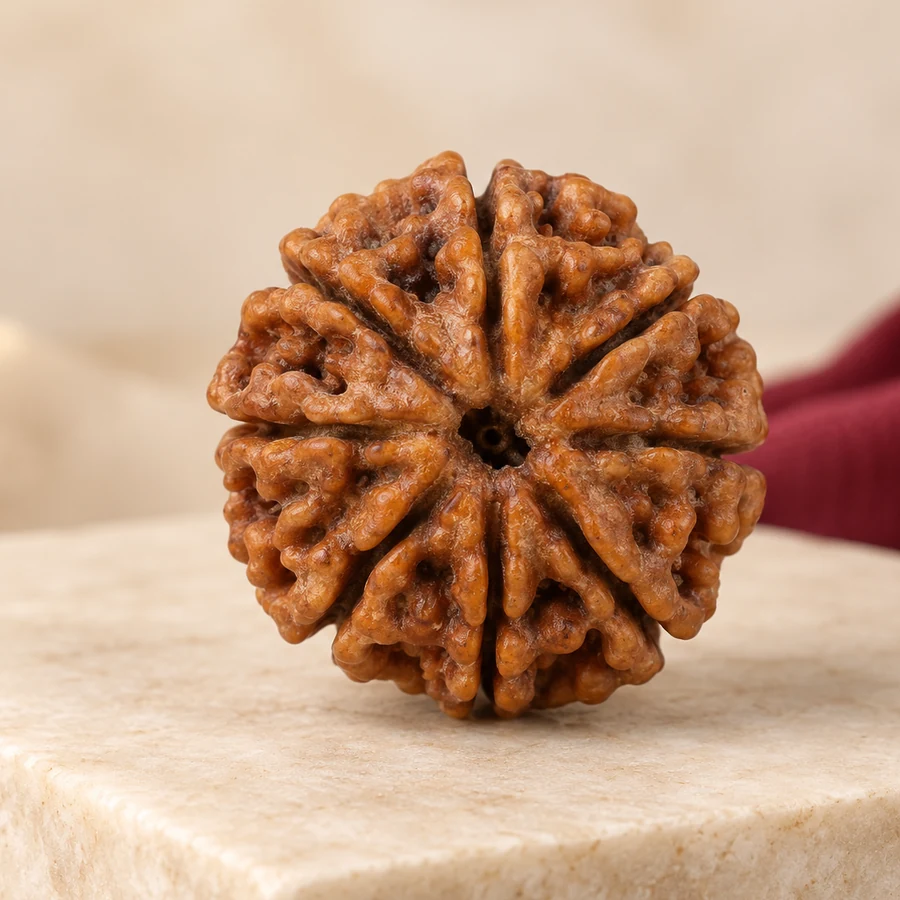 11 Mukhi Rudraksha — Natural Loose Bead — left-framed detail; original illustrative product photography