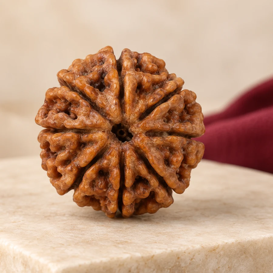 11 Mukhi Rudraksha — Natural Loose Bead — right-framed detail; original illustrative product photography