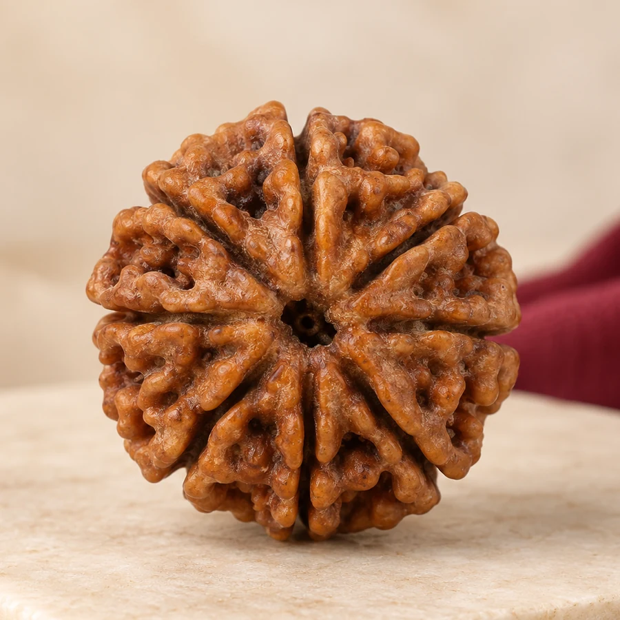 11 Mukhi Rudraksha — Natural Loose Bead — macro material detail; original illustrative product photography