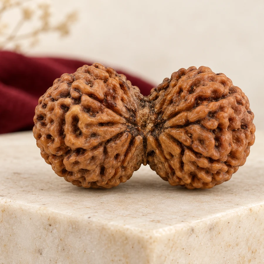Gauri Shankar Rudraksha — Naturally Joined Bead — left-framed detail; original illustrative product photography