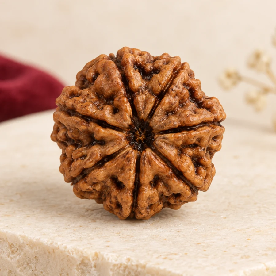 9 Mukhi Rudraksha — Natural Loose Bead — closer product detail; original illustrative product photography