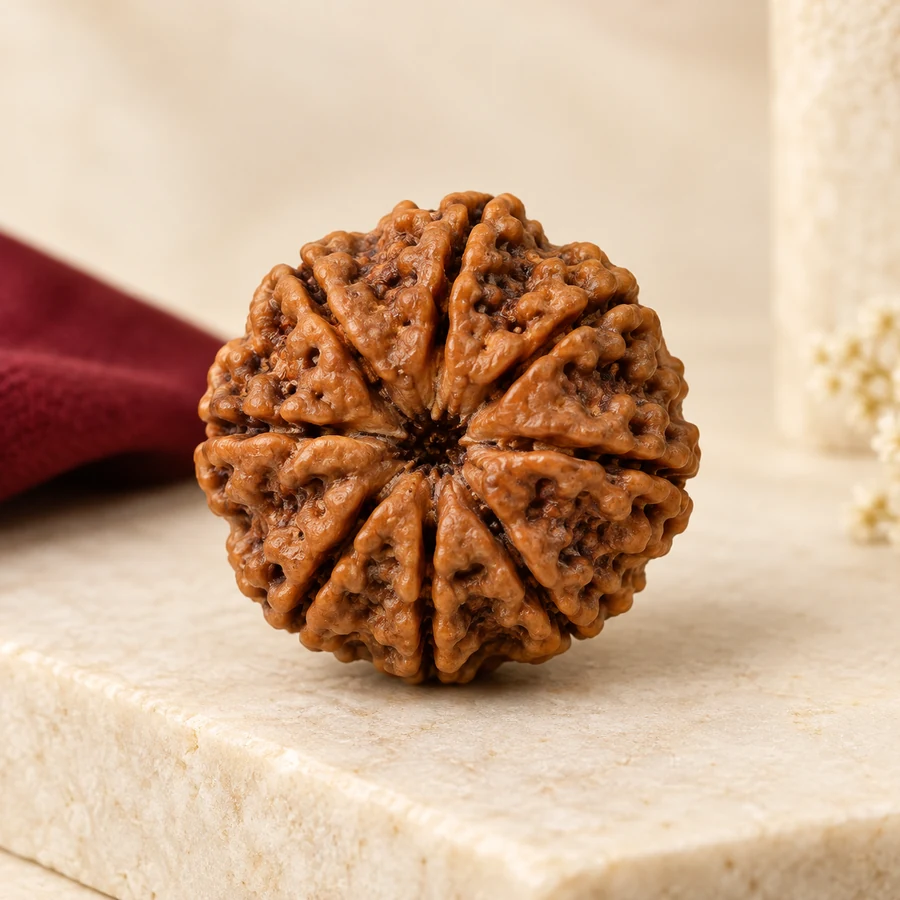 10 Mukhi Rudraksha — Natural Loose Bead — full product view; original illustrative product photography