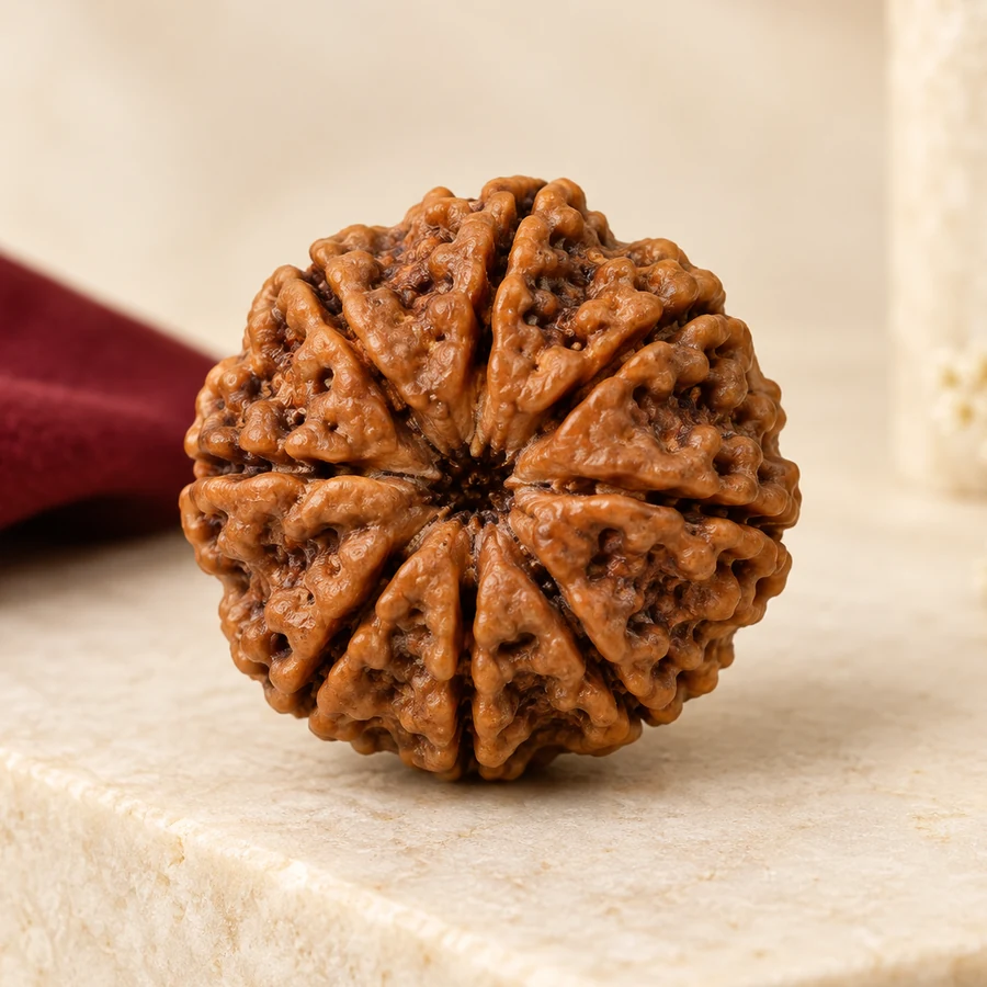 10 Mukhi Rudraksha — Natural Loose Bead — closer product detail; original illustrative product photography