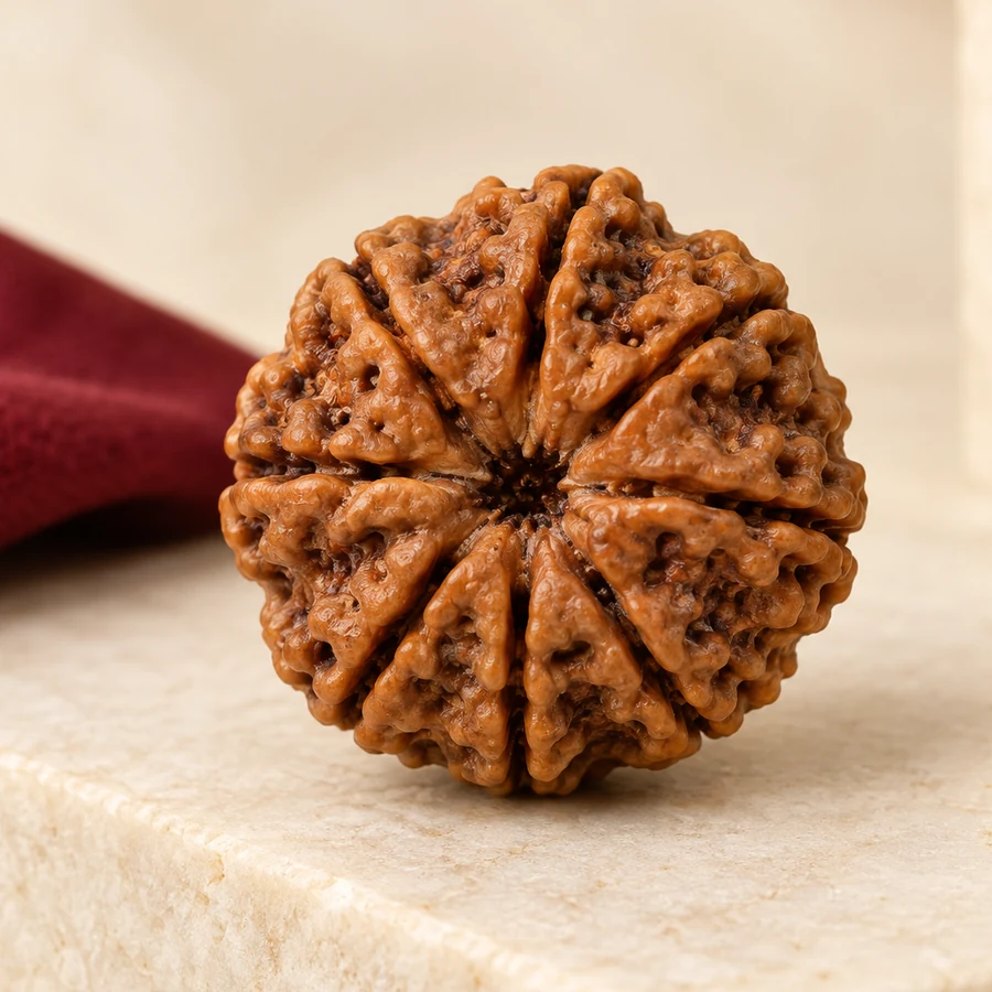 10 Mukhi Rudraksha — Natural Loose Bead — left-framed detail; original illustrative product photography
