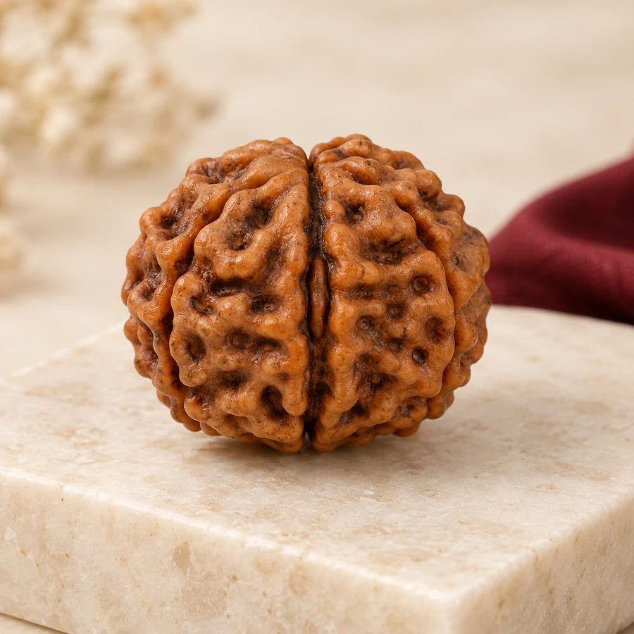 2 Mukhi Rudraksha — Natural Loose Bead — closer product detail; original illustrative product photography