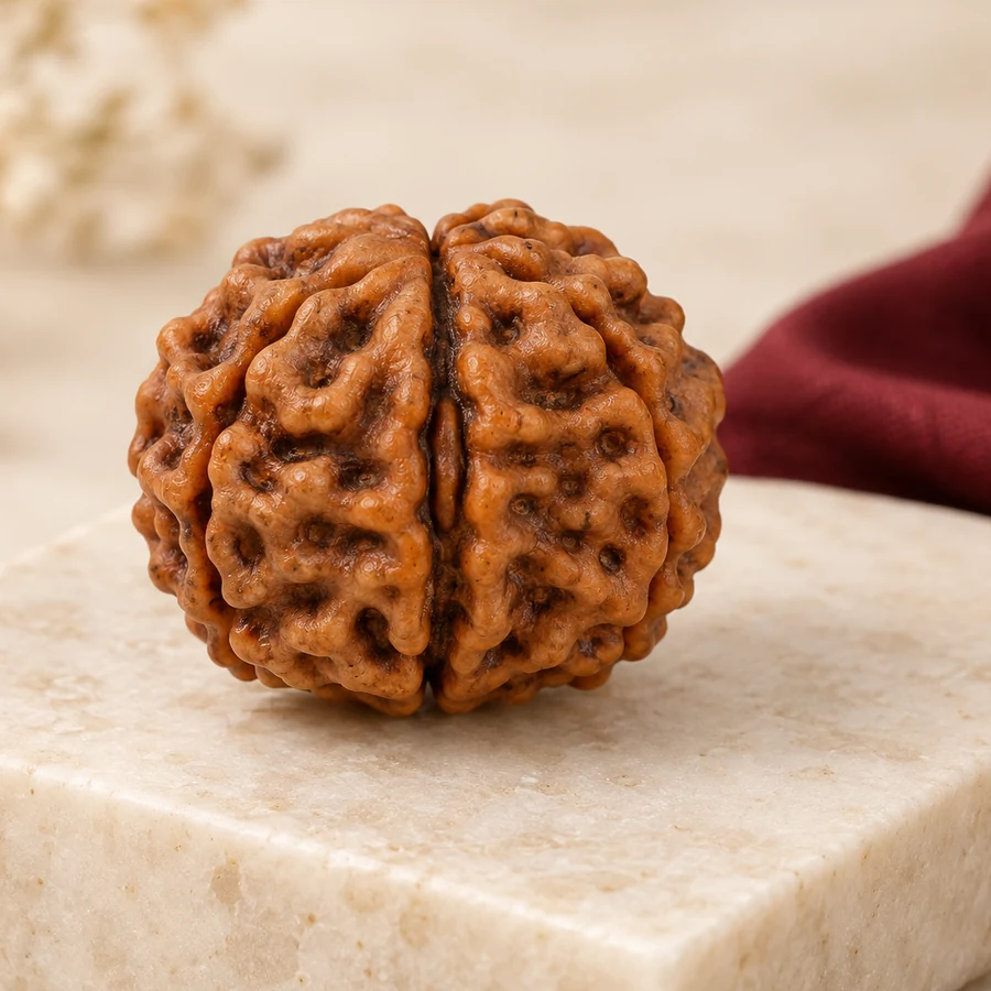 2 Mukhi Rudraksha — Natural Loose Bead — right-framed detail; original illustrative product photography