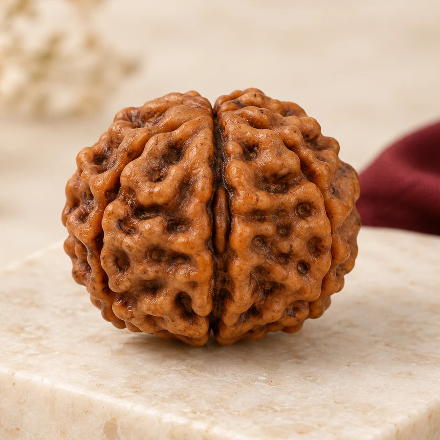2 Mukhi Rudraksha — Natural Loose Bead — macro material detail; original illustrative product photography